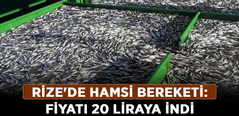 Rize’de hamsi bereketi: Fiyatı 20 liraya indi